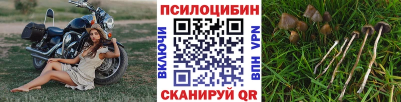 блэк спрут сайт  Новоржев  Галлюциногенные грибы MAGIC MUSHROOMS  наркота 